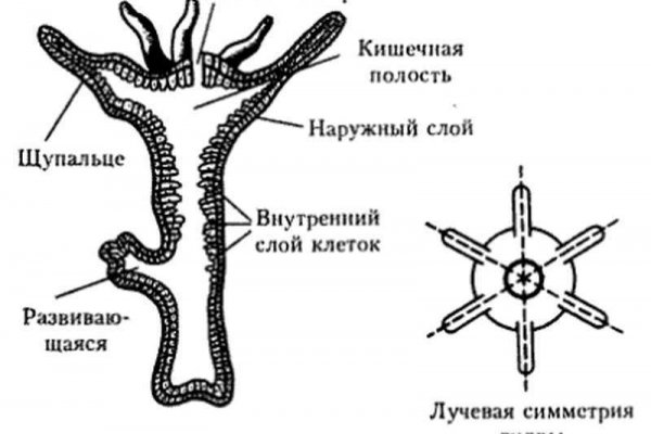 Кракен адрес сайта